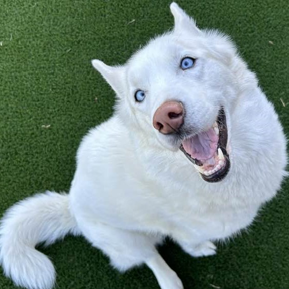 Big Dog Boarding happy white dog